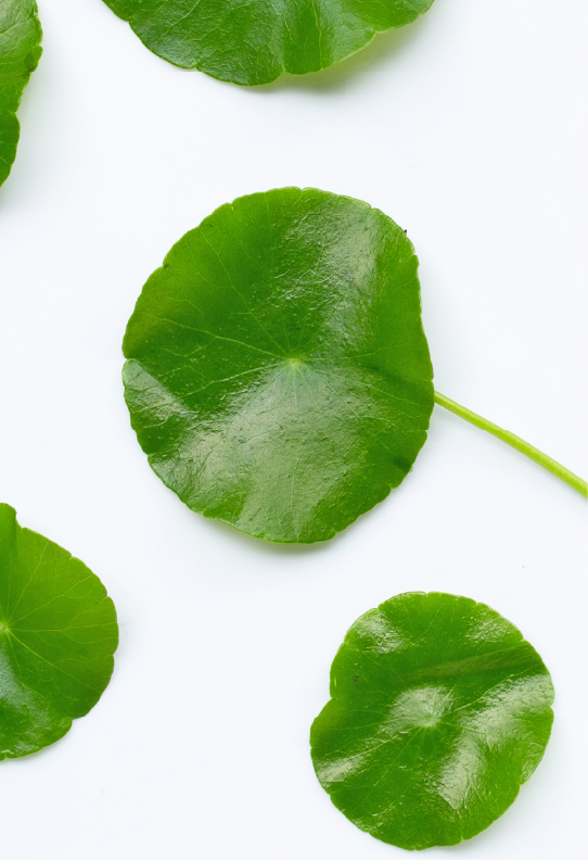 Centella Asiatica