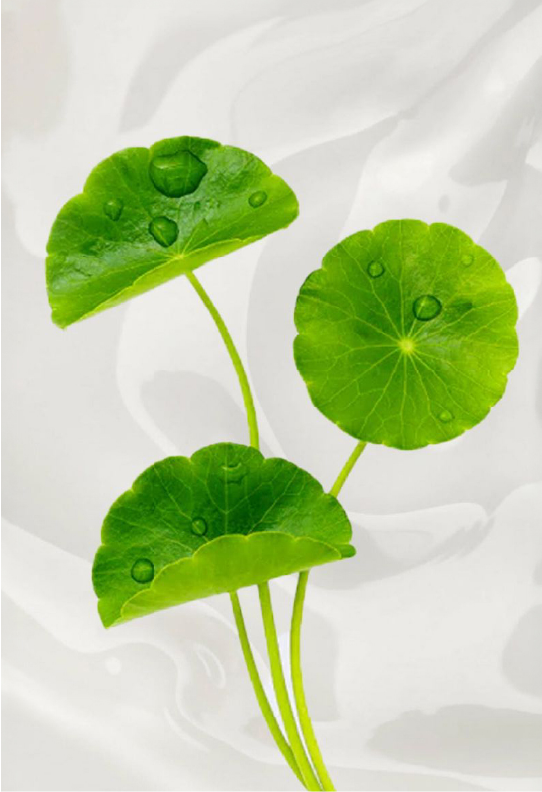 Centella Asiatica 