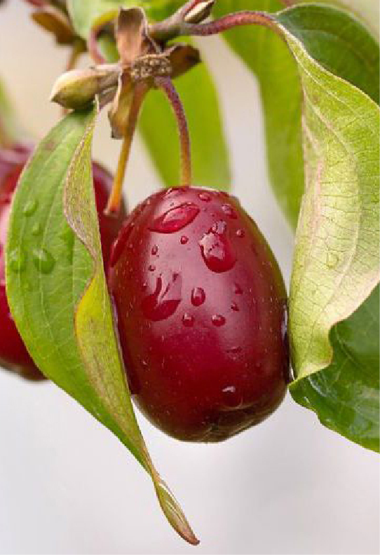 Cornus Officinalis