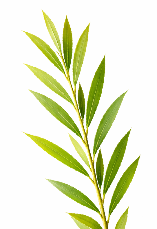 Tea Tree Leaf Oil