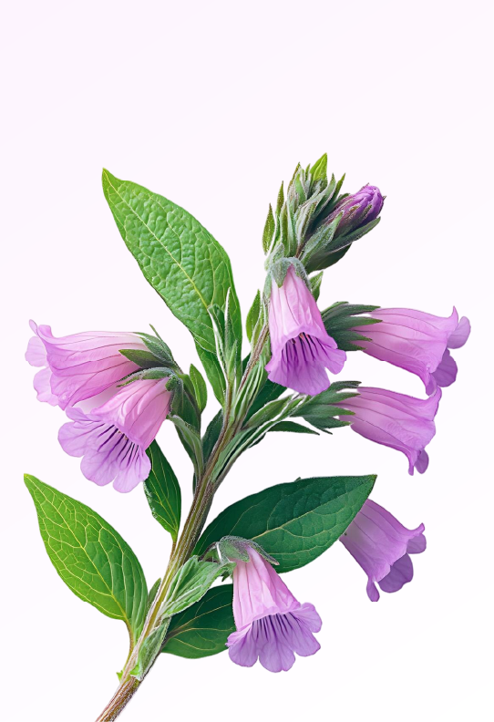 Allantoin