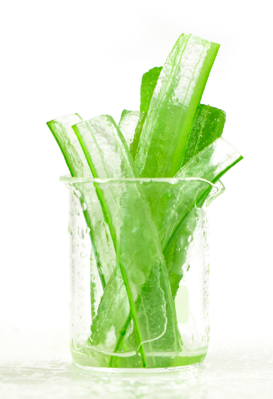 Aloe