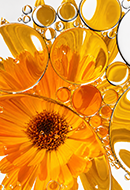 Calendula Extract