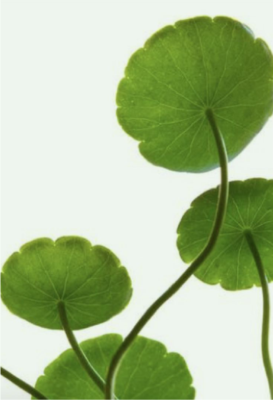 Centella