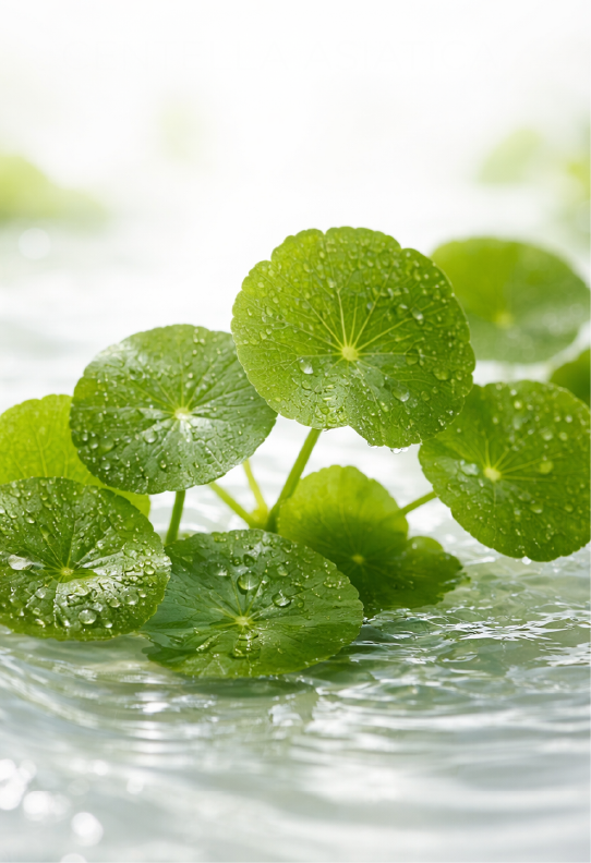  Centella Asiatica