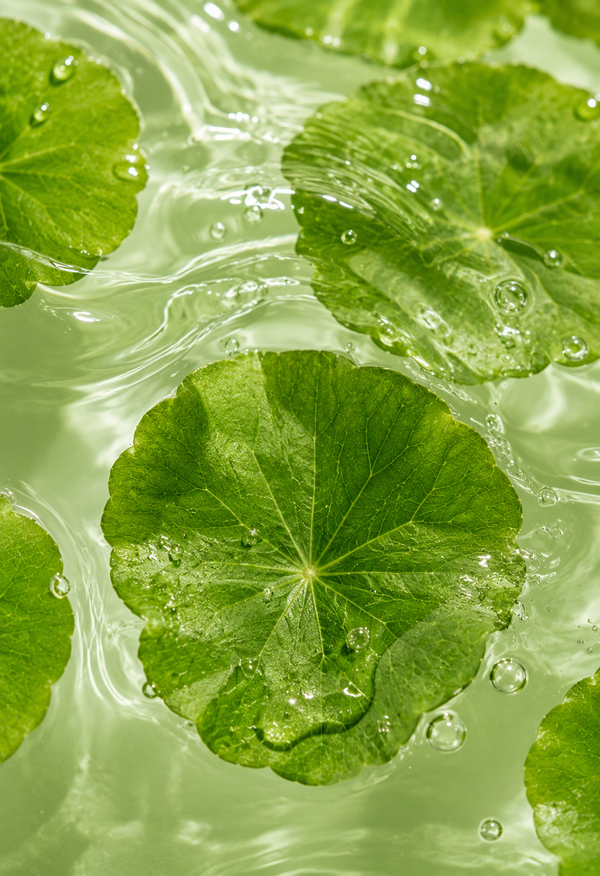 Centella Asiatica