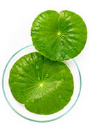 Centella Asiatica