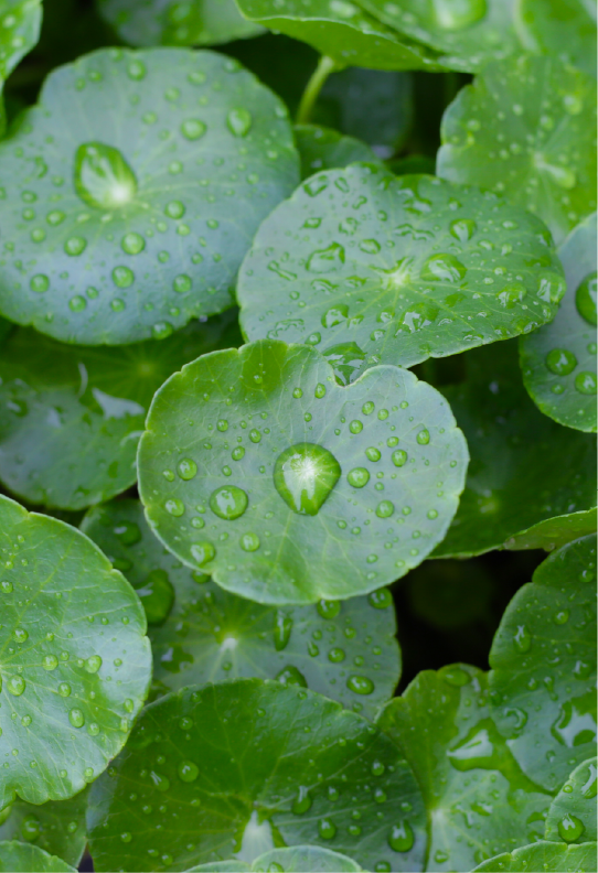 Centella Asiatica
