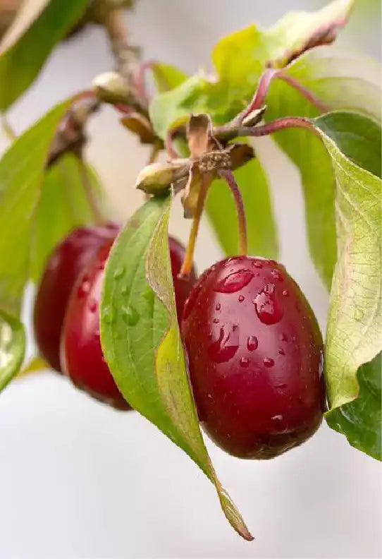 Cornus Officinalis Extract