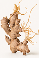 Ginger Root