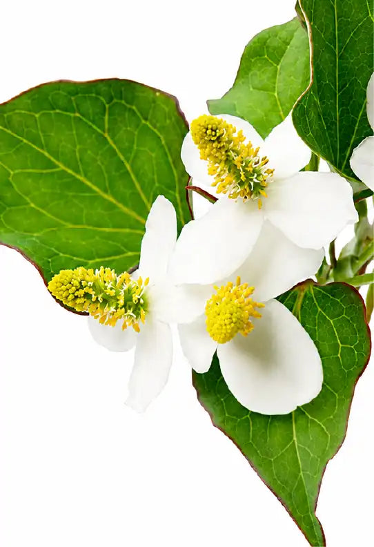 Houttuynia Extract