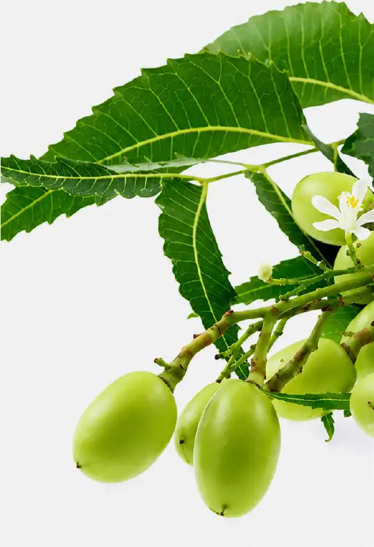 Neem Extract