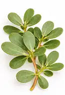 Portulaca Oleracea