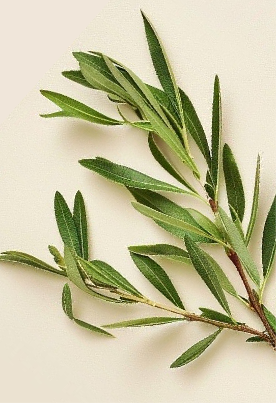 Tea Tree