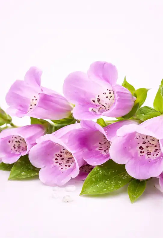 Allantoin